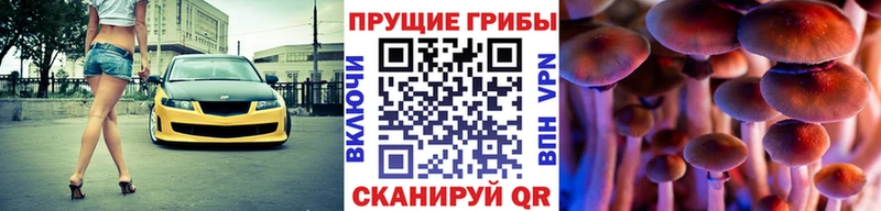 купить  сайты  omg сайт  Псилоцибиновые грибы Psilocybine cubensis  Нолинск 